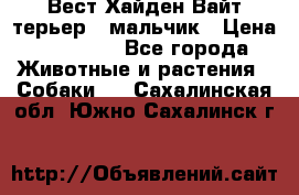 Вест Хайден Вайт терьер - мальчик › Цена ­ 35 000 - Все города Животные и растения » Собаки   . Сахалинская обл.,Южно-Сахалинск г.